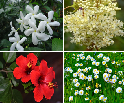 ไวท์เทนนิ่ง - BIORAN FLOWER ACID