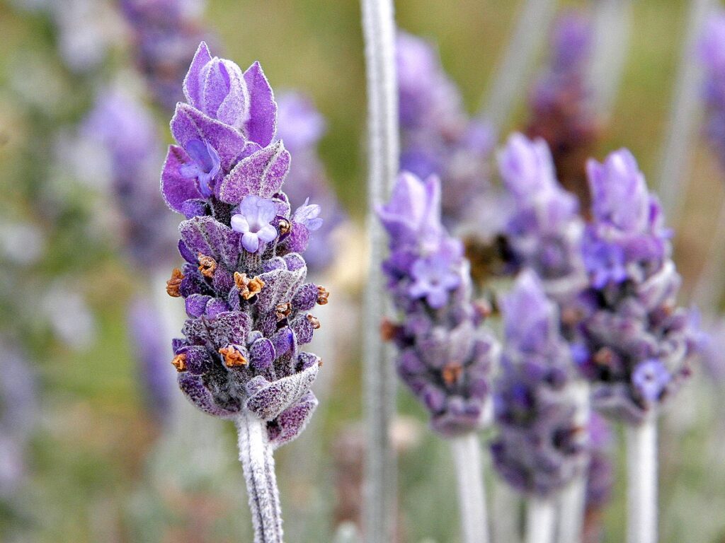 LAVENDER ORGANIC DISTILLED WATER