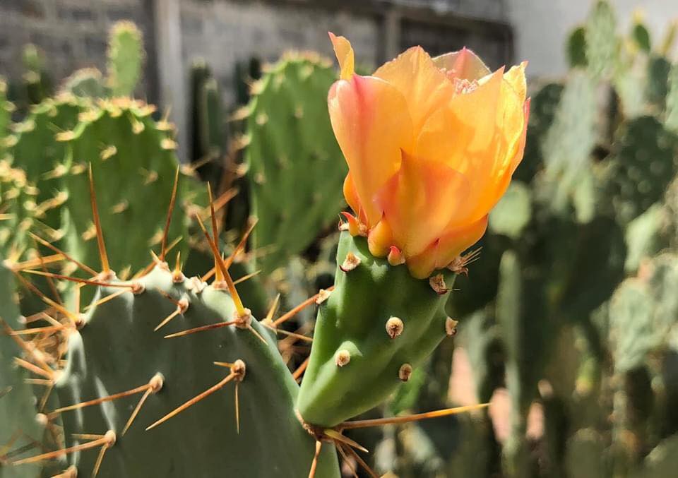 รักษาสิว - Opuntia ficus-indica