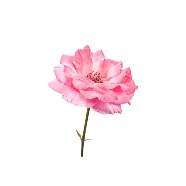 ROSE WATER STABILIZED