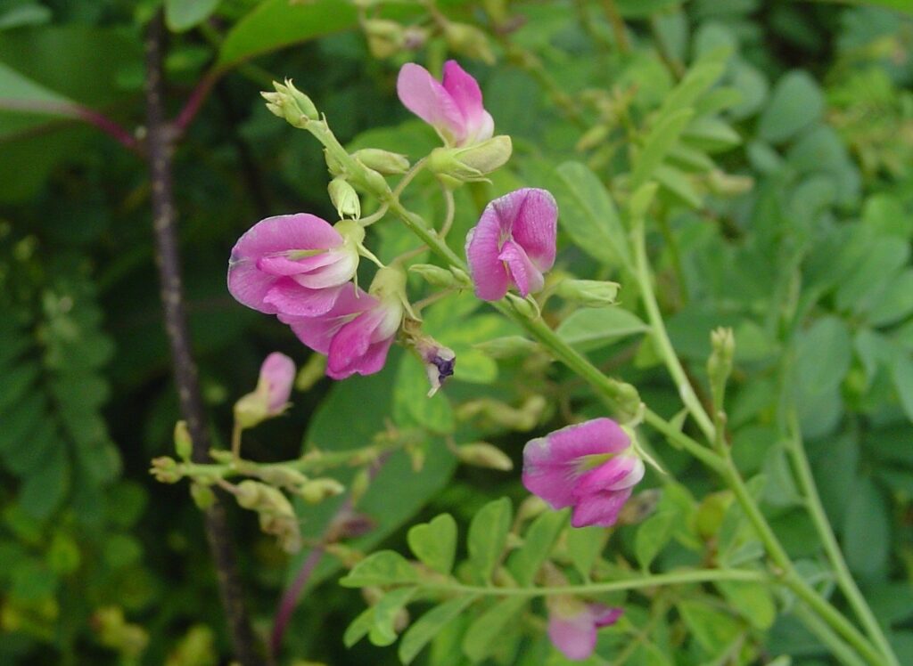 ไวท์เทนนิ่ง - NEUROPHROLINE™