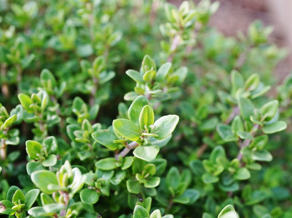 สารต้านจุลินทรีย์ - Thyme