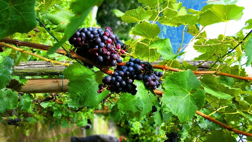 สารต้านอนุมูลอิสระ - LIFE ESSENCE-VITIS