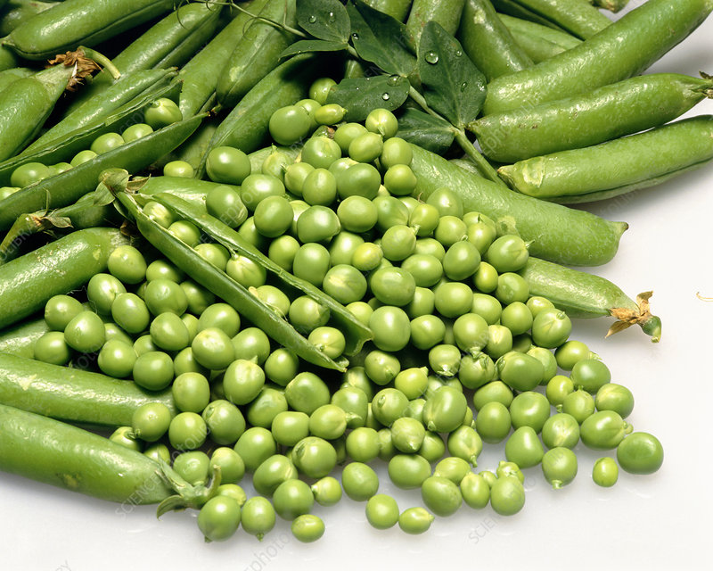 ไวท์เทนนิ่ง - pisum sativum